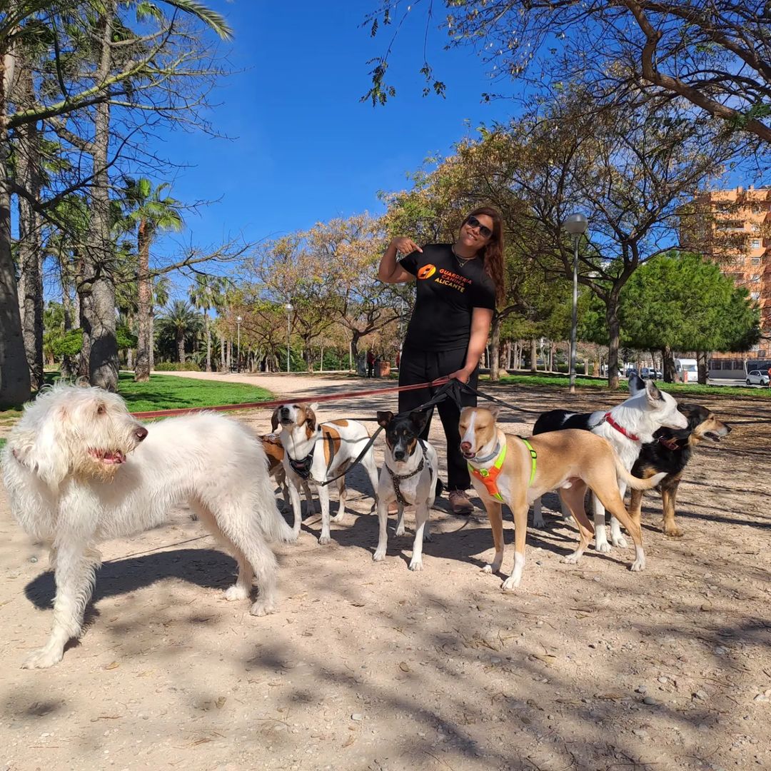 CEO de guarderia canina alicante, dando un paseo a todos los perritos que se hospedan en casa